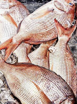 Sea Life Wall Art featuring the digital art Long Island Porgy by Emma Fishman