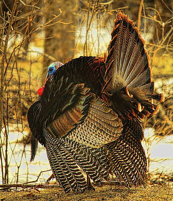 Wild Photograph - Longbeard Strutting by Dale Kauzlaric