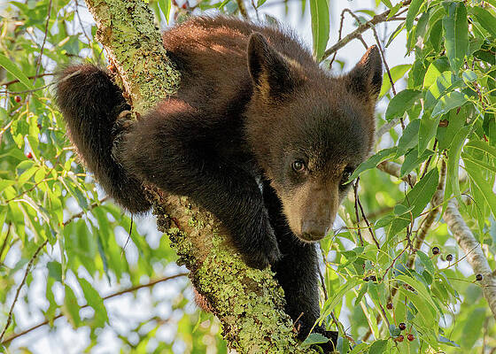 Spring Photograph - Looking At You Bear by Marcy Wielfaert