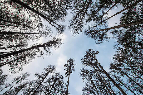 Landscape Photograph - Looking Up by Joe Leone