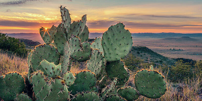 Sunset Over Texas Desert Cacti Wall Art