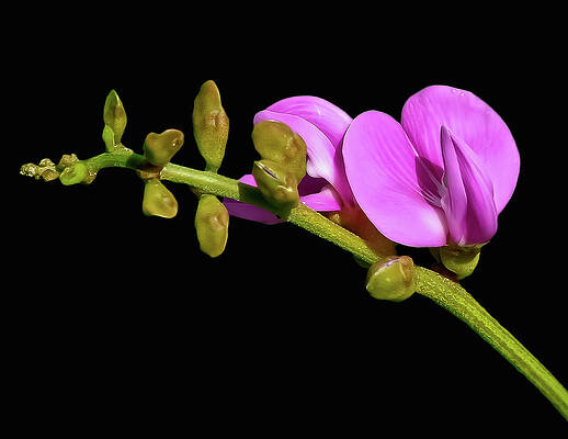 Wall Art featuring the photograph Lovely Flower by Lloyd Gillies
