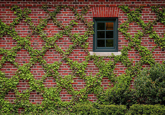 Wall Art featuring the photograph Lovely Wall Of Ivy by Lloyd Gillies