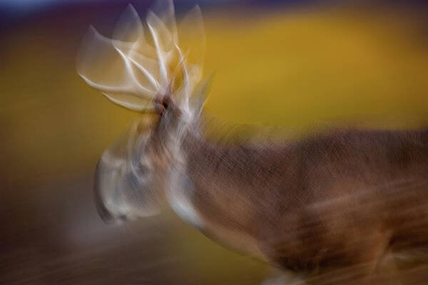 Wall Art featuring the photograph Low Light Motion by Jeff Phillippi