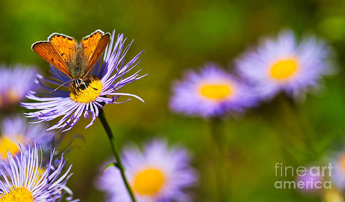Butterfly Photograph - Lustrous Copper Butterfly On Purple Astor by Bruce Block
