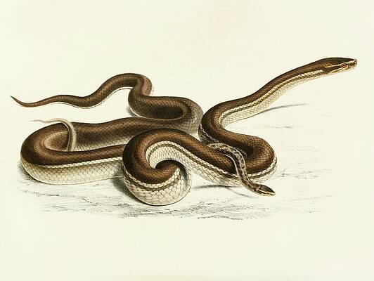 Reptile Painting - Lycodon Geometricus by Sir Andrew Smith