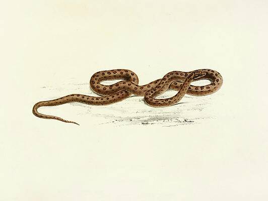 Reptile Painting - Lycodon Guttatus by Sir Andrew Smith