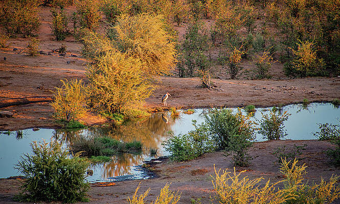 Serene Photograph - Magical Morning In Zimbabwe by Marcy Wielfaert