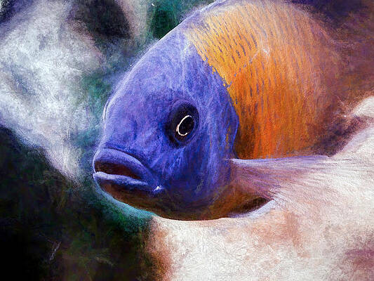Wildlife Digital Art - Majestic Red Fin Borleyi Cichlid by Don Northup