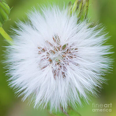 Garden Photograph - Make A Wish Goat's Beard - Tragopogan Pratensis Flower by Abigail Diane Photography