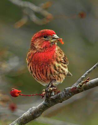 Wild Photograph - Male House Finch With Crabapple by Dale Kauzlaric