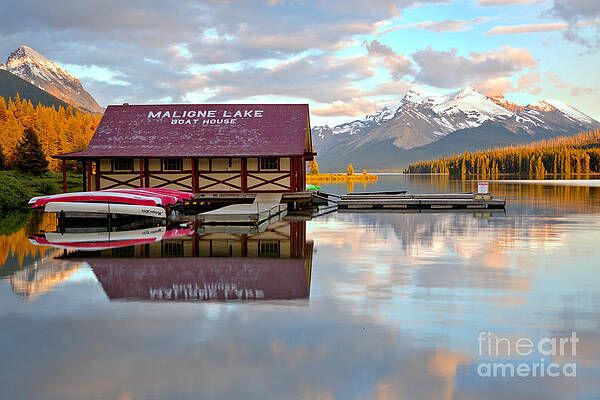 Wall Art featuring the photograph Maligne Lake Golden Pines by Adam Jewell