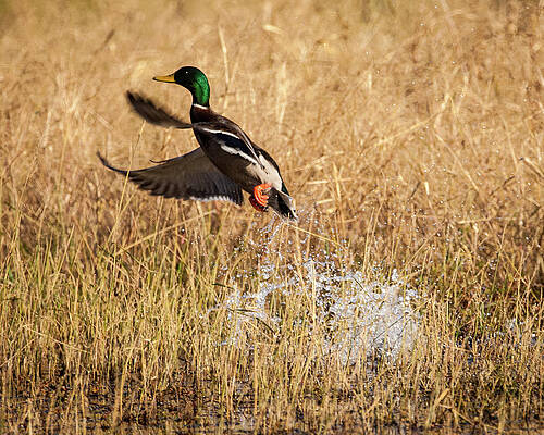 Missouri Wall Art featuring the photograph Mallard Explosion by Jeff Phillippi