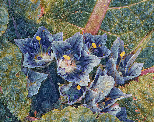 Greece Wall Art featuring the digital art Mandragora Flower by Antonios Valamontes