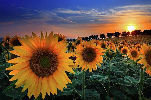 Beautiful Wall Art featuring the digital art Marches, Morrovalle, Italy by Francesco Russo