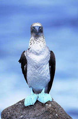 Wall Art featuring the photograph Masked Booby Sula Dactylatra Galapagos by Art Wolfe