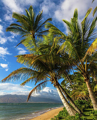 Hawaii Wall Art featuring the photograph Maui Palm Trees by Chris Spencer