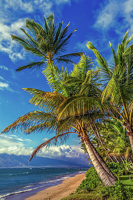 Hawaii Wall Art featuring the photograph Maui Palms by Chris Spencer