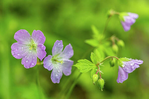 Beautiful Photograph - May Flowers by Todd Wilkinson
