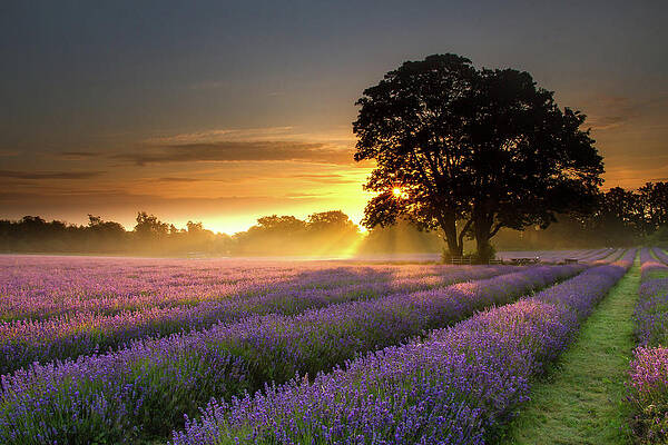 Sunrise & Sunset Wall Art - Photos.com