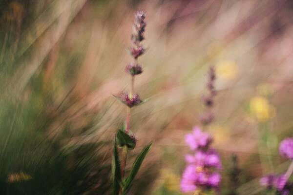 Meadow Dances Print