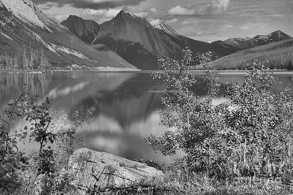 Wall Art featuring the photograph Medicine Lake Reflections Through The Aspens Black And White by Adam Jewell