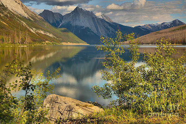 Wall Art featuring the photograph Medicine Lake Through The Aspens Black And White by Adam Jewell