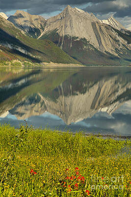 Wall Art featuring the photograph Medicine Lake Wildflower Portrait by Adam Jewell