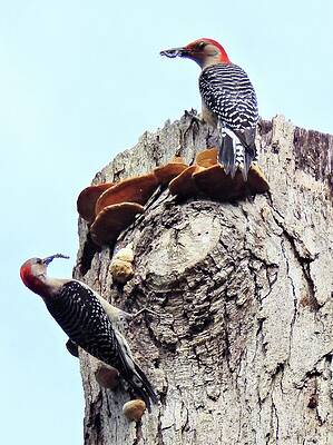 Wall Art featuring the photograph Meet The Parents by Karen Stansberry