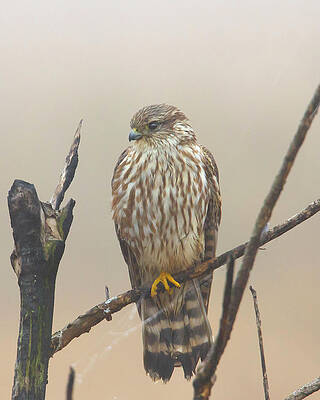 Wall Art featuring the photograph Merlin In The Mist by Jim E Johnson