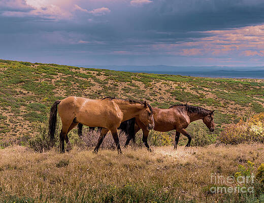 Colorado Photograph - Mesa Verde Wild Horses #3 by Blake Webster