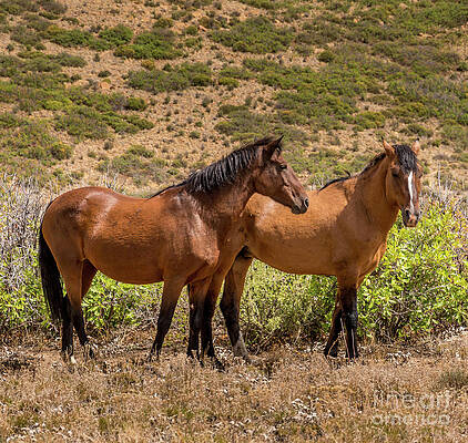 Colorado Photograph - Mesa Verde Wild Horses by Blake Webster