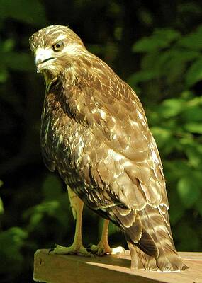 Wall Art featuring the photograph Mesmerized by Karen Stansberry