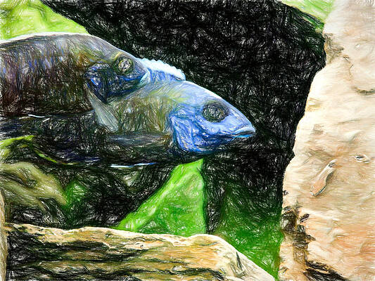 Wildlife Digital Art - Metallic Peacock Cichlids by Don Northup