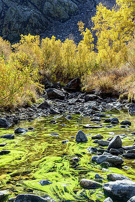 Green Wall Art featuring the photograph Mills Creek Fall Color With Green Algae by Kelley King