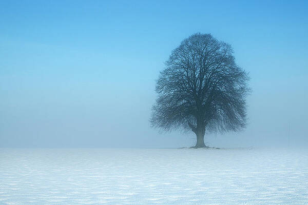 Wall Art featuring the photograph Minimalist Winter by David Augustin