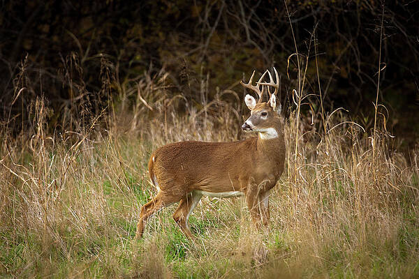 Wall Art featuring the photograph Mission Whitetail Buck by Jeff Phillippi