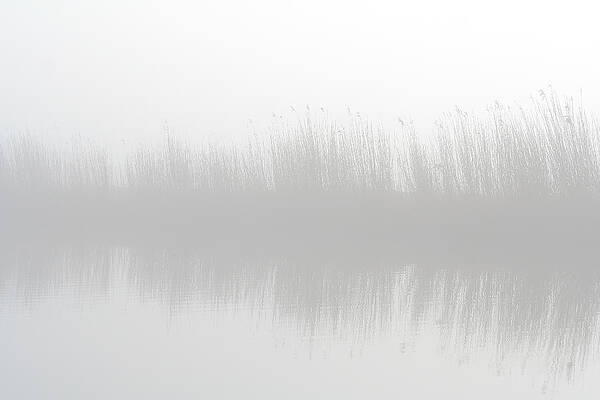 Misty Reed Reflections Wall Art