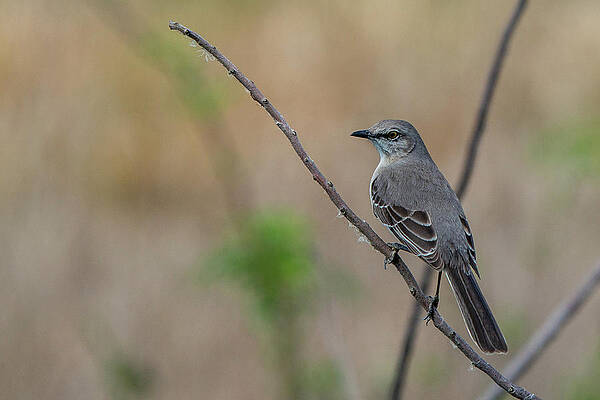 South Carolina Wall Art featuring the photograph Mockingbird Of Savannah by Douglas Wielfaert