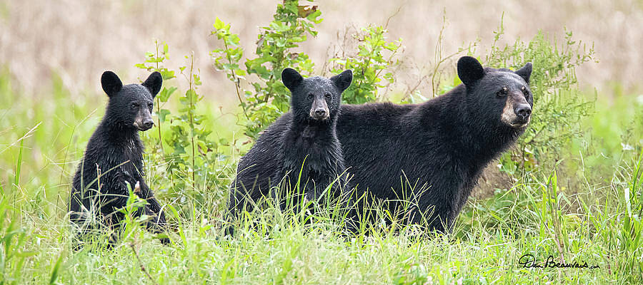 Wildlife Photograph - Momma And Two Cubs 5537 by Dan Beauvais
