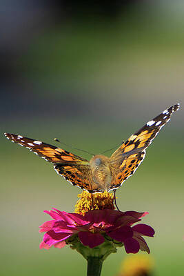Beautiful Photograph - Monarch On A Pink Zinnia by Jason Fink