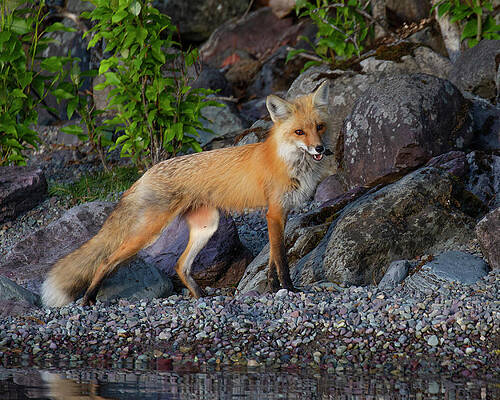 Wall Art featuring the photograph Montana Red by Jim E Johnson