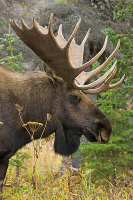Wall Art featuring the photograph Moose Bull, Chugach State Park, Alaska by Eastcott Momatiuk