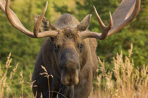 Wall Art featuring the photograph Moose Bull With Antlers,chugach State by Eastcott Momatiuk