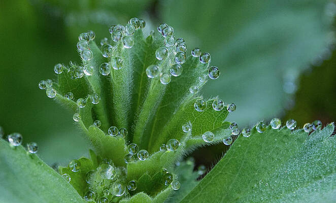 Nature Photograph - Morning Dew Drops by Jean Noren