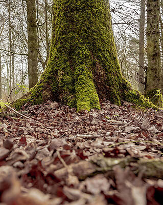 Wild Photograph - Mossy Tree by Scott Lyons