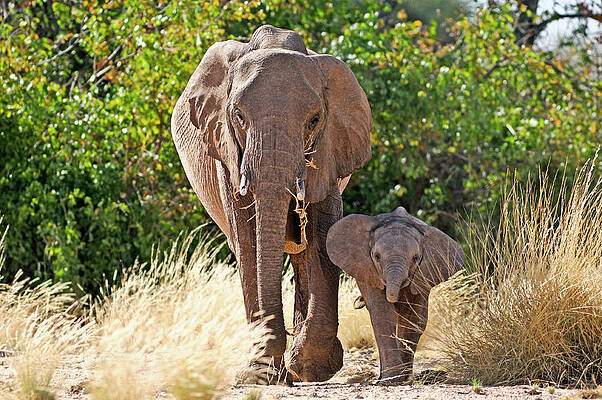 Elephant Wall Art featuring the digital art Mother And Baby Elephants by Heeb Photos
