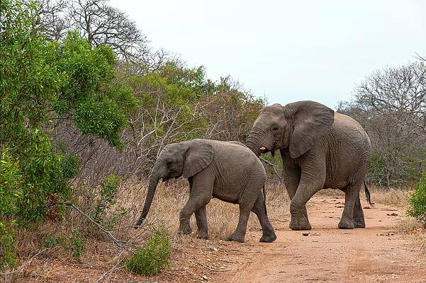 Elephant Wall Art featuring the digital art Mother And Baby Elephants by Jacana Stock