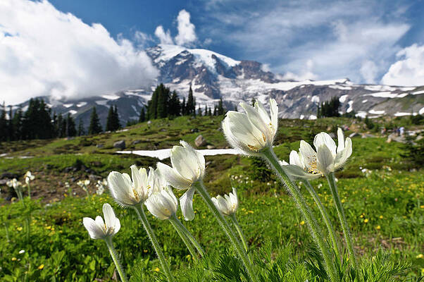 Paradise Wall Art featuring the digital art Mount Rainier Np, Washington State by Heeb Photos