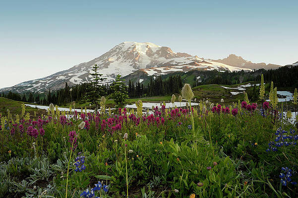Paradise Wall Art featuring the digital art Mount Rainier, Washington State by Greg Probst